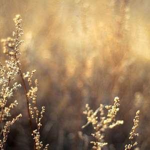 日本人抢金粽国姑娘黄色片
